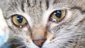 Ak sú mačacie oči napojené, čo robiť doma?